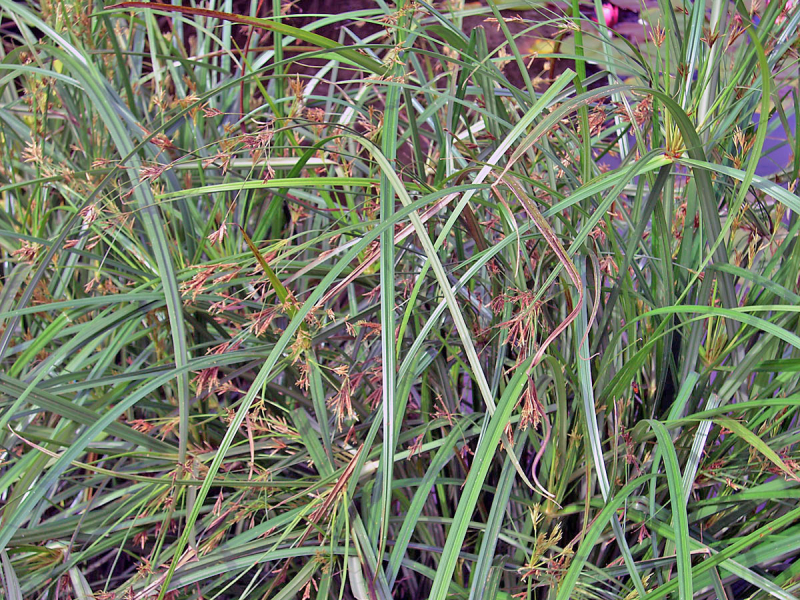 Zyperngras - Cyperus longus